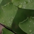 close-up of water droplets on water-repellent foliage