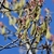 dangling male catkins with emerging red leaves