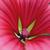 Malope trifid