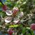 Malus angustifolia
