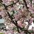 Malus halliana
