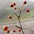 Malus hupehensis