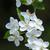 Malus hupehensis