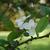 Malus hupehensis