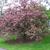 Malus hybrid