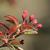 Malus hybrid
