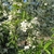 Leafy shoots with white blossoms.