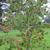 Malus yunnanensis