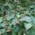 Malus yunnanensis