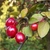Fruits of a crab apple