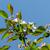 Leaves and blossoms