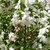 White flowers with 5 sepals and stamens with yellow anthers