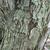 bark