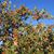 Malus domestica "Fuji"