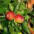 Malus domestica "Gala"