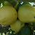 Malus domestica "Ginger Gold"