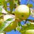 Malus domestica "Golden Delicious"