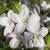 Malus domestica "Jonagold"