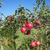 Malus domestica "Jonagold"