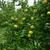 Malus domestica "Mutsu"