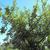Malus domestica "Rome"