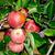 Malus domestica "Stayman"