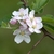 Flowers in spring