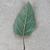 Underside of leaf