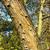 Malus sylvestris