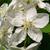 Malus sylvestris