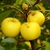 Yellow fruits