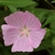 Flower - Summer - Ashe Co., NC