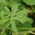Leaf - Summer - Ashe Co., NC