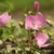 Flowers & Buds - Summer - Ashe Co., NC