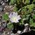 Malva neglecta