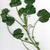 Malva neglecta
