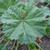 Malva neglecta