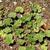 Malva neglecta