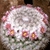Form