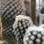 Small potted cactus with short white spines & small white flower