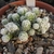 Small potted cactus with short white spines forming clusters