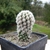 Small potted cactus with short white spines