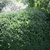 Manicured mounded form Asheville, North Carolina