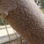 Grayish bark in March 7 in Houston, Texas