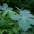 Palmated green leaves
