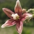 Female flower closeup with five white tipped pink petals