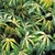 Palmated variegated leaves - yellow centers & green edges