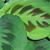 Maranta leuconeura