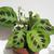 Maranta leuconeura