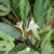 Close-up of small, paired, white flowers.
